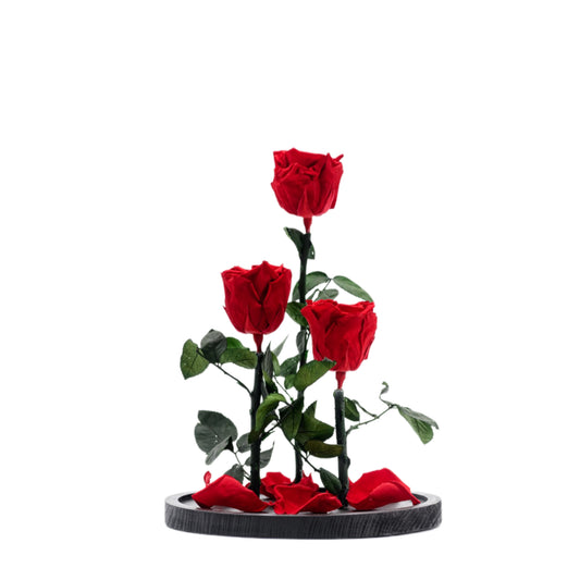 Beauty & the Beast rose