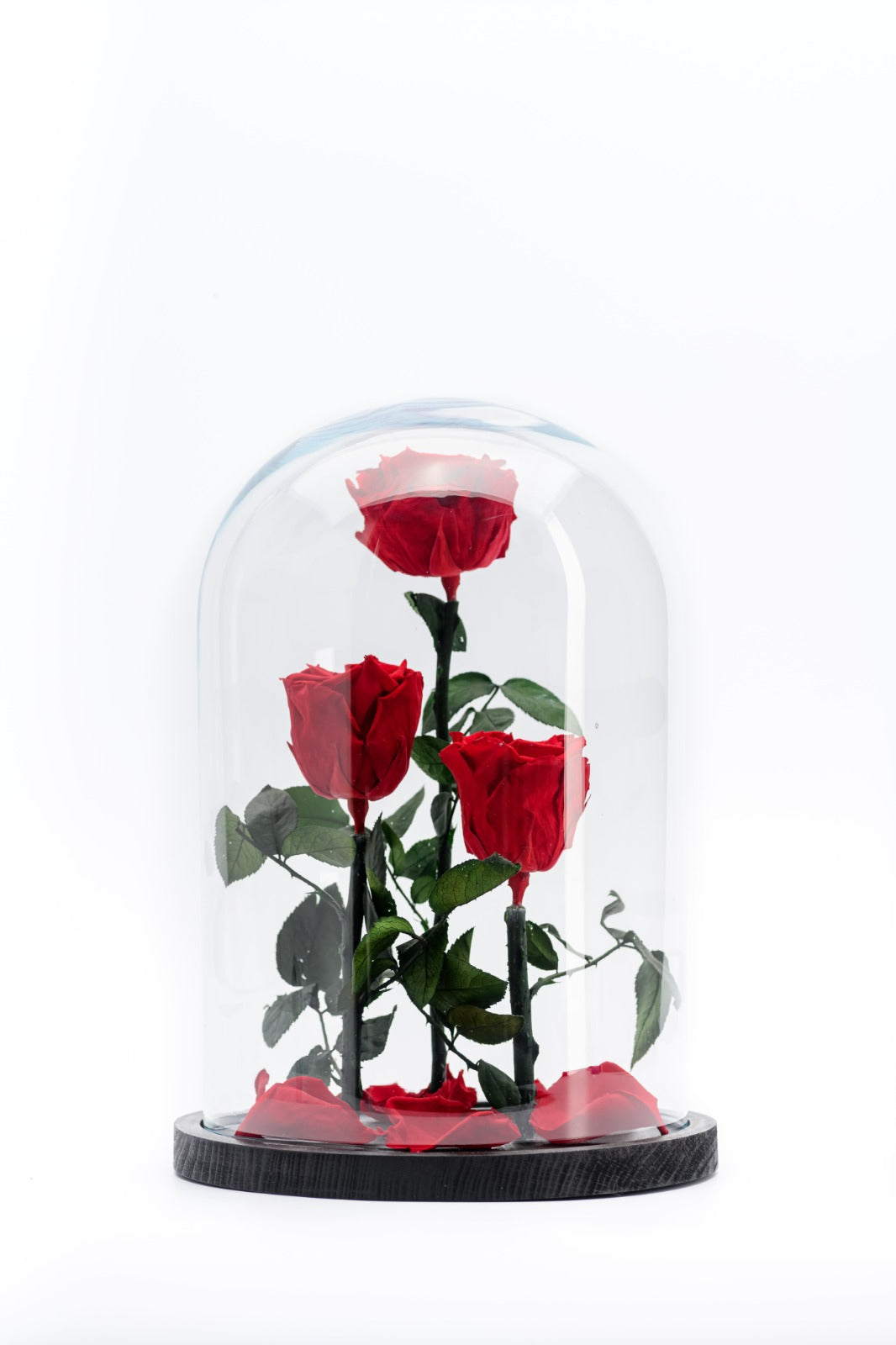 Beauty & the Beast rose