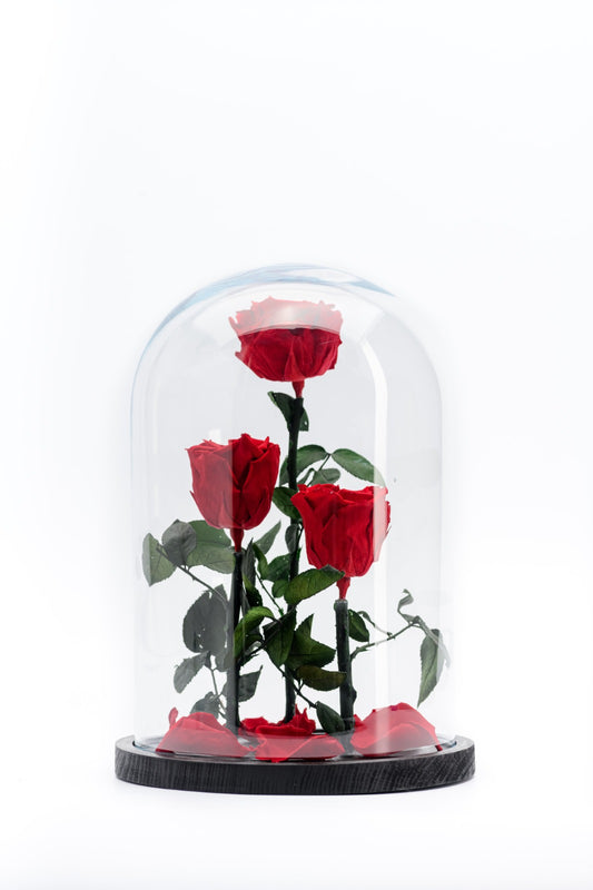 Beauty & the Beast rose