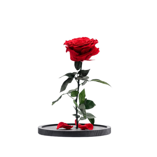 Beauty & the Beast Rose Big