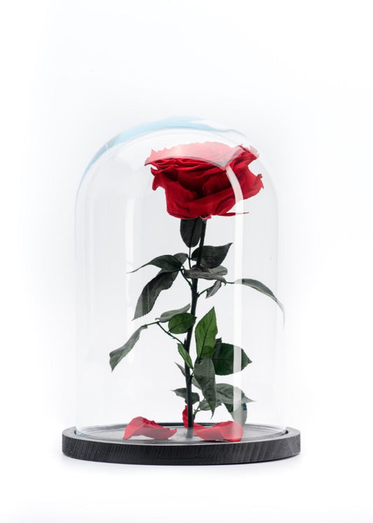 Beauty & the Beast Rose Big
